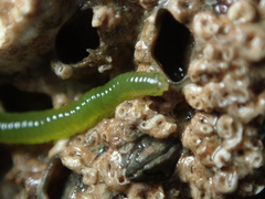 Eulalia clavigera