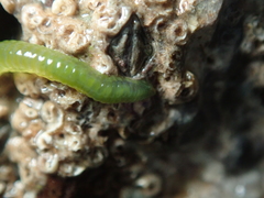 Eulalia clavigera