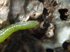 Eulalia clavigera