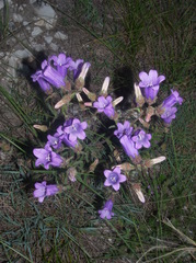 Campanula komarovii