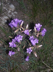Campanula komarovii