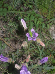 Campanula komarovii