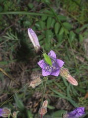 Campanula komarovii