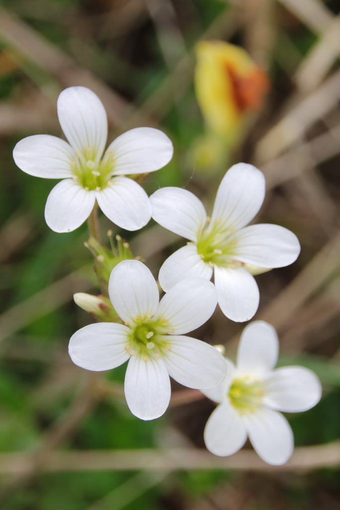 Meadow saxifrage