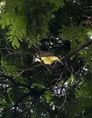 Pitangus sulphuratus