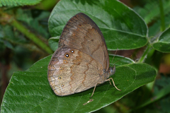 Taydebis peculiaris