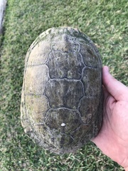 Trachemys scripta