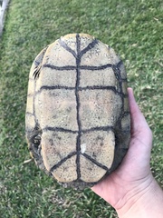Trachemys scripta