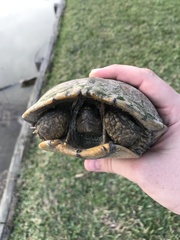 Trachemys scripta