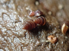 Cingula trifasciata