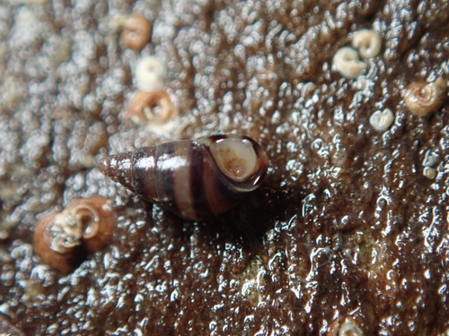 Cingula trifasciata