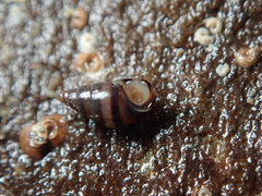 Cingula trifasciata