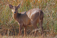 Axis porcinus