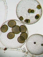 Volvox aureus