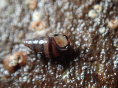 Cingula trifasciata