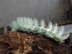 Automeris coresus
