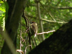 Picumnus olivaceus