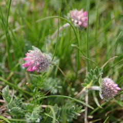 Anthyllis montana