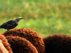 Sturnus vulgaris
