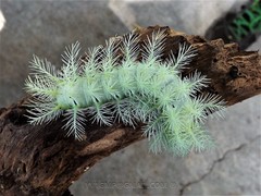 Automeris coresus