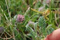 Anthyllis montana