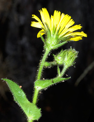 Hieracium amplexicaule