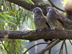 Turdoides leucopygia