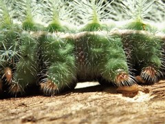 Automeris coresus