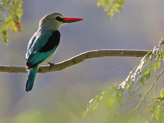 Halcyon senegalensis
