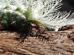 Automeris coresus