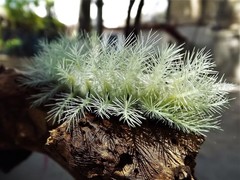 Automeris coresus