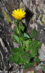 Hieracium amplexicaule