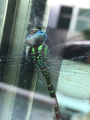 Triacanthagyna caribbea