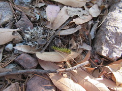 Lophocampa bicolor