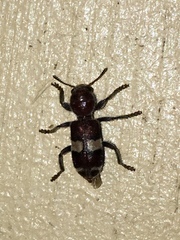 Enoclerus quadrisignatus