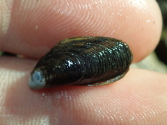 Mytilopsis leucophaeata