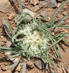 Hohenackeria exscapa