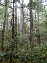 Cupressus nootkatensis