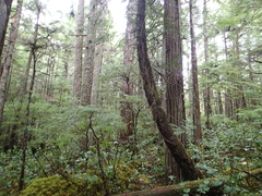 Cupressus nootkatensis