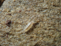 Halophiloscia couchii