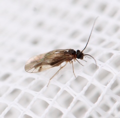 Caecilius fuscopterus