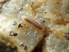 Halophiloscia couchii
