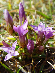 Gentianella germanica