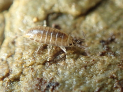Halophiloscia couchii