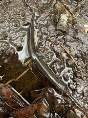 Desmognathus valtos