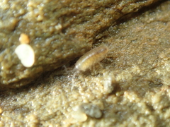 Halophiloscia couchii