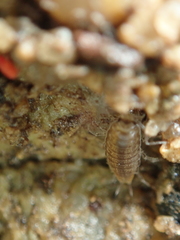 Halophiloscia couchii