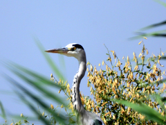 Ardea cinerea