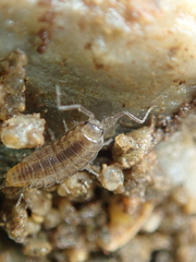 Halophiloscia couchii