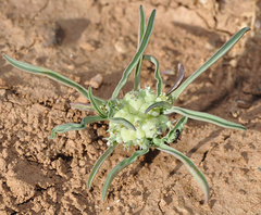 Hohenackeria exscapa